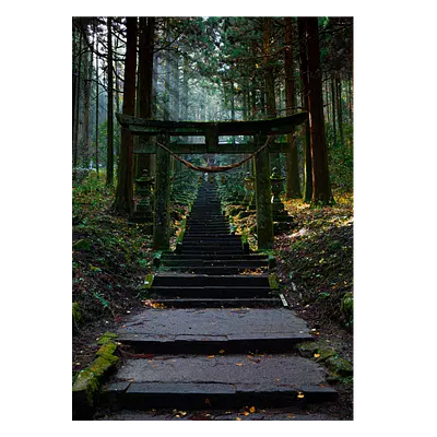 Фото на холсте лестница в лесу, размера 50x70