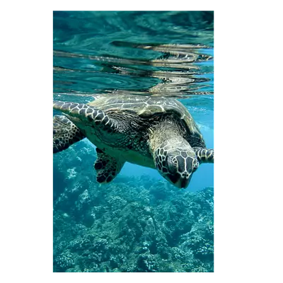 Фото на холсте черепаха, размера 20x30
