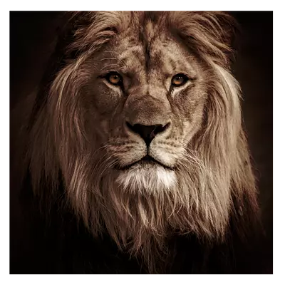 Фото на холсте лев в темных тонах, размера 60x60