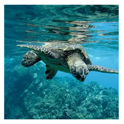 Фото на холсте черепаха, размера 40x40
