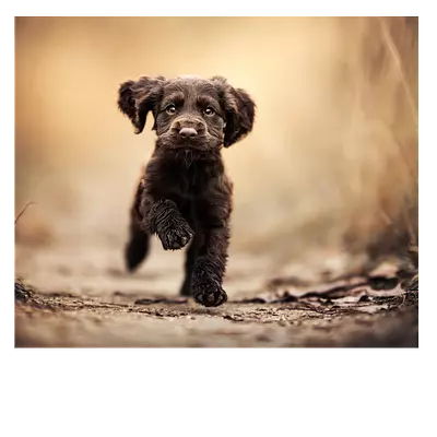 Фото на холсте бегущая по тропинке собака, размера 60x50