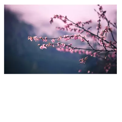 Фото на холсте 30х20 см с сиреневым фоном.