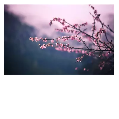 Фото на холсте сирень, размера 60x40