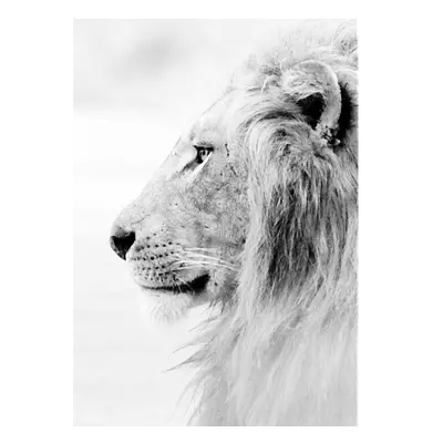 Фото на холсте лев в светлых тонах, размера 50x70