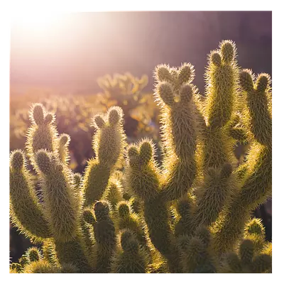 Фото на холсте кактусы, размера 60x60