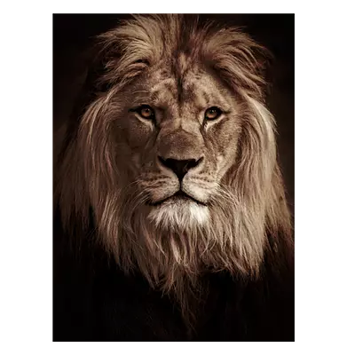 Фото на холсте лев в темных тонах, размера 60x80