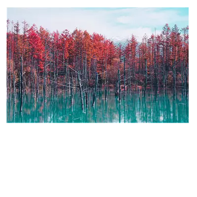 Фото на холсте деревья в воде. размер 45 x 30 см.