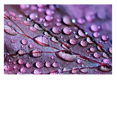 Фото на холсте капли на листе, размера 75x50