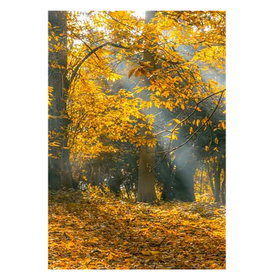 Фото на холсте осенний лес, размера 70x100