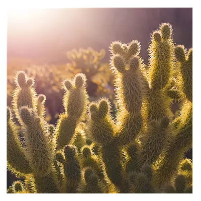 Фото на холсте кактусы, размера 30x30