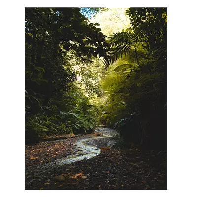 Фото на холсте тропический ручей, размера 40x50