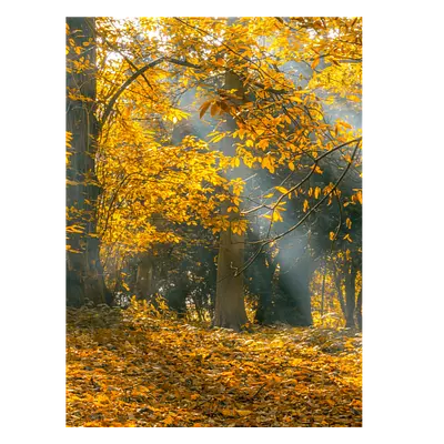 Фото на холсте осенний лес, размера 30x40