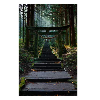Фото на холсте лестница в лесу, размера 30x45