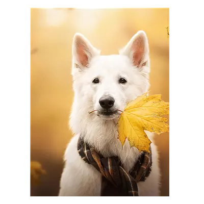 Фото на холсте собака с жёлтым листом, размера 60x80