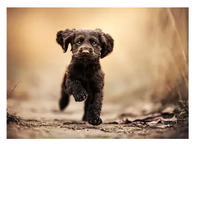 Фото на холсте "бегущая по тропинке собака", 40 x 30».