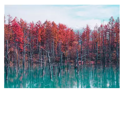 Фото на холсте деревья в воде, 40х30 см