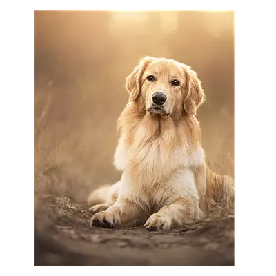 Фото на холсте собака на тропинке, размера 40x50