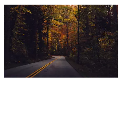 Фото на холсте дорога в лесу, размера 60x40