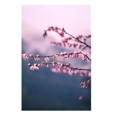 Фото на холсте сирень, размера 80x120