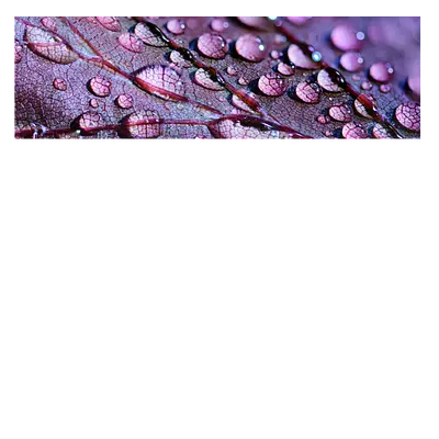 Фото на холсте капли на листе, размера 90x30