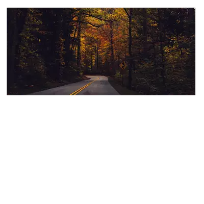 Фото на холсте дорога в лесу, размера 60x30
