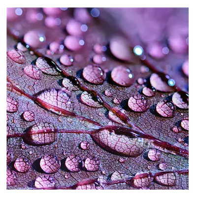 Фото на холсте капли на листе, размера 50x50