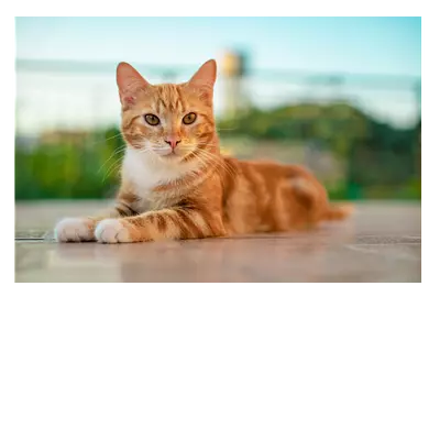 Фото на холсте рыжий кот, размера 120x80