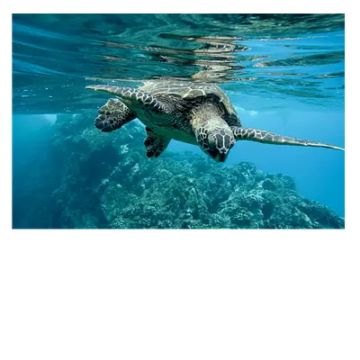 Фото на холсте черепаха, размера 75x50