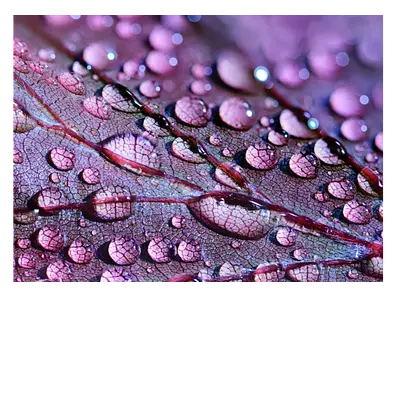 «фото на холсте. капли на листе», 40х30 см