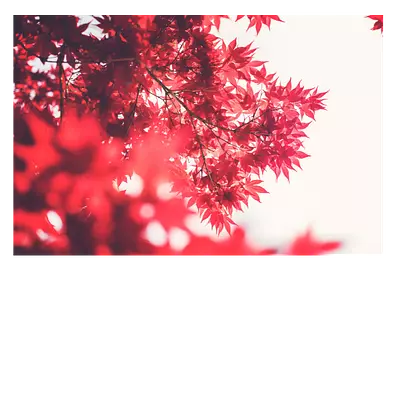 Фото на холсте красные листья, размера 90x60