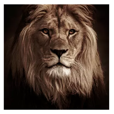 Фото на холсте лев в темных тонах, размера 50x50