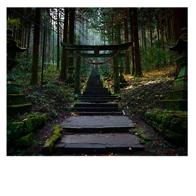 Фото на холсте лестница в лесу, размера 60x50