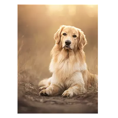 Фото на холсте собака на тропинке, размера 60x80