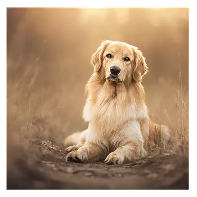 Фото на холсте собака на тропинке, размера 50x50