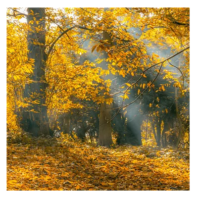 Фото на холсте осенний лес, размера 40x40