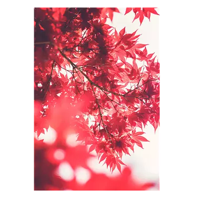 Фото на холсте красные листья, размера 70x100