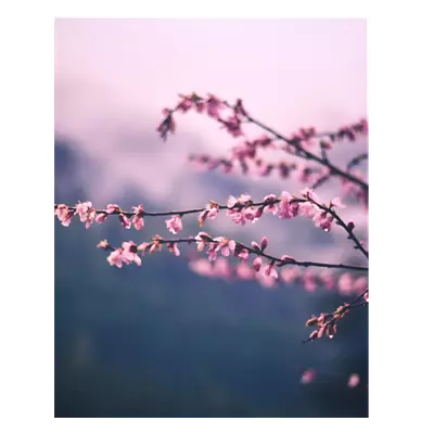 Фото на холсте сирень, размера 40x50