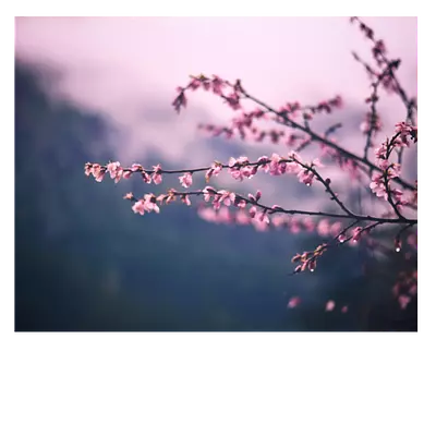 Фото на холсте "сирень" 50*40 см"