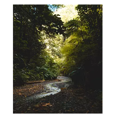 Фото на холсте тропический ручей, размера 50x60