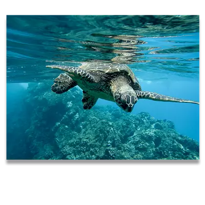 Фото на холсте черепаха, размера 80x60
