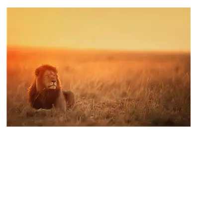 Фото на холсте лев в саванне, размера 75x50