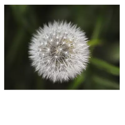 Фото на холсте одуванчик, размера 80x60