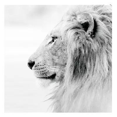 Фото на холсте лев в светлых тонах, размера 30x30