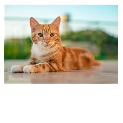 Фото на холсте рыжий кот, размера 70x50