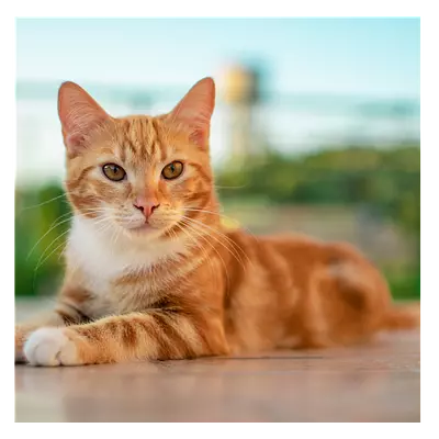 Фото на холсте рыжий кот, размера 50x50