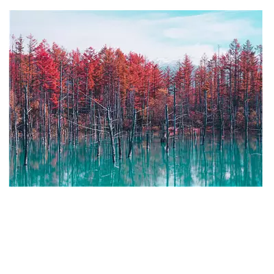 Фото на холсте деревья в воде, размера 70x50