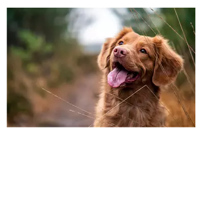 Фото на холсте собака, размер 45 x 30 см.