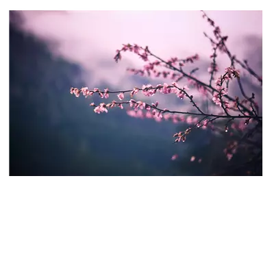 Фото на холсте сирень, размера 120x80