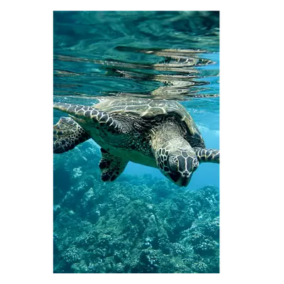 Фото на холсте черепаха, размера 30x45