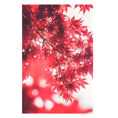 Фото на холсте красные листья, размера 60x90